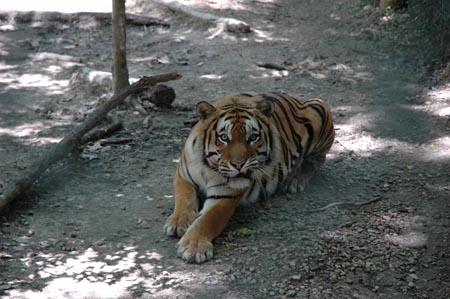 Tigers 09